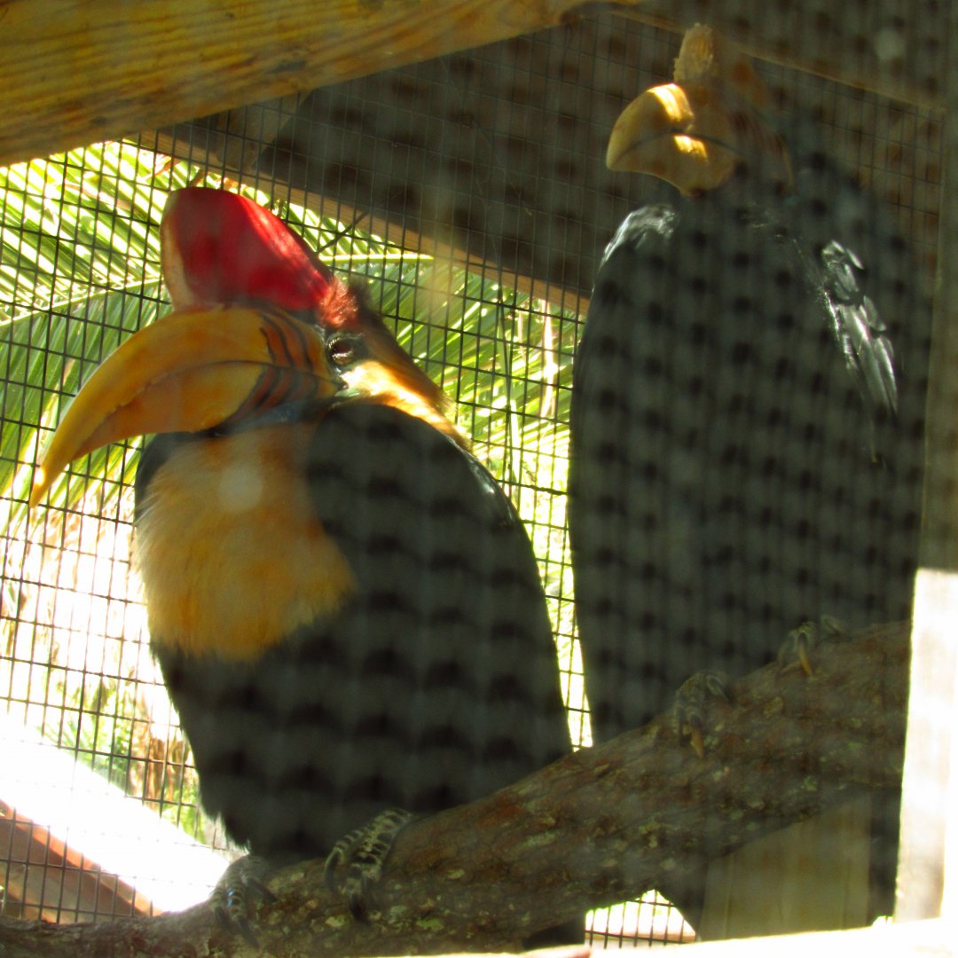 Knobbed Hornbills