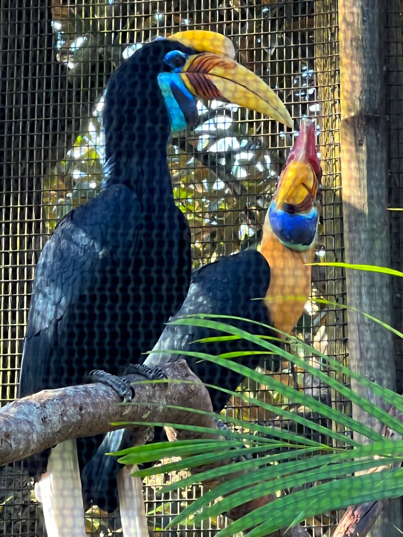 Knobbed Hornbills