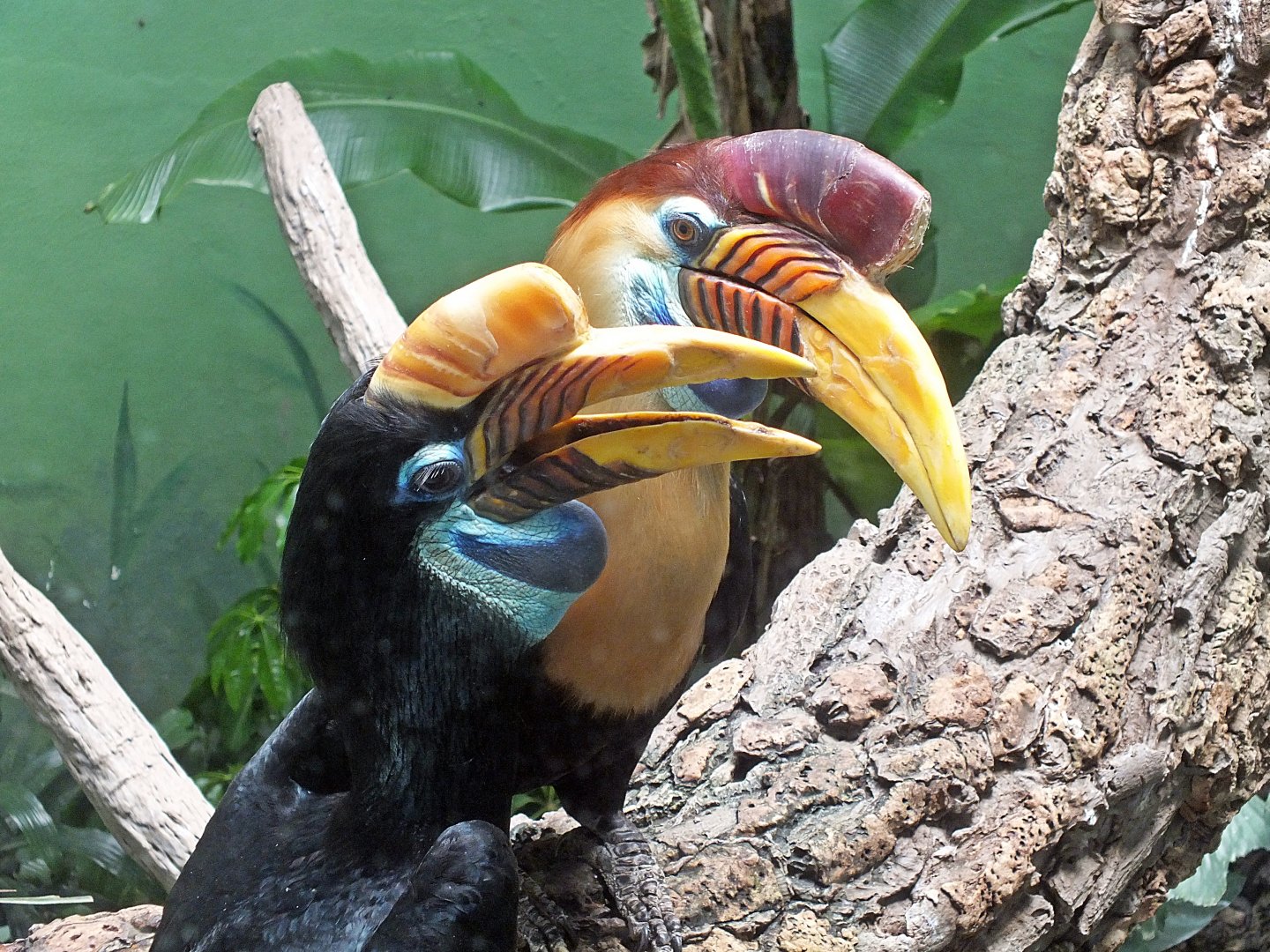 Knobbed hornbills