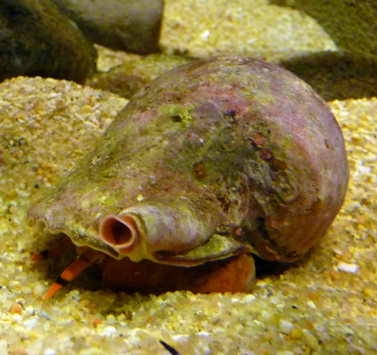 Knobbed triton (Charonia lampas)