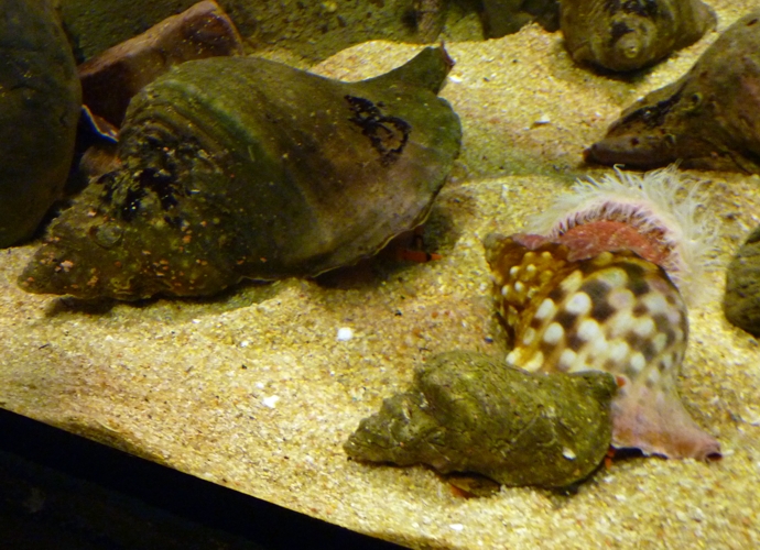 Knobbed tritons (Charonia lampas)