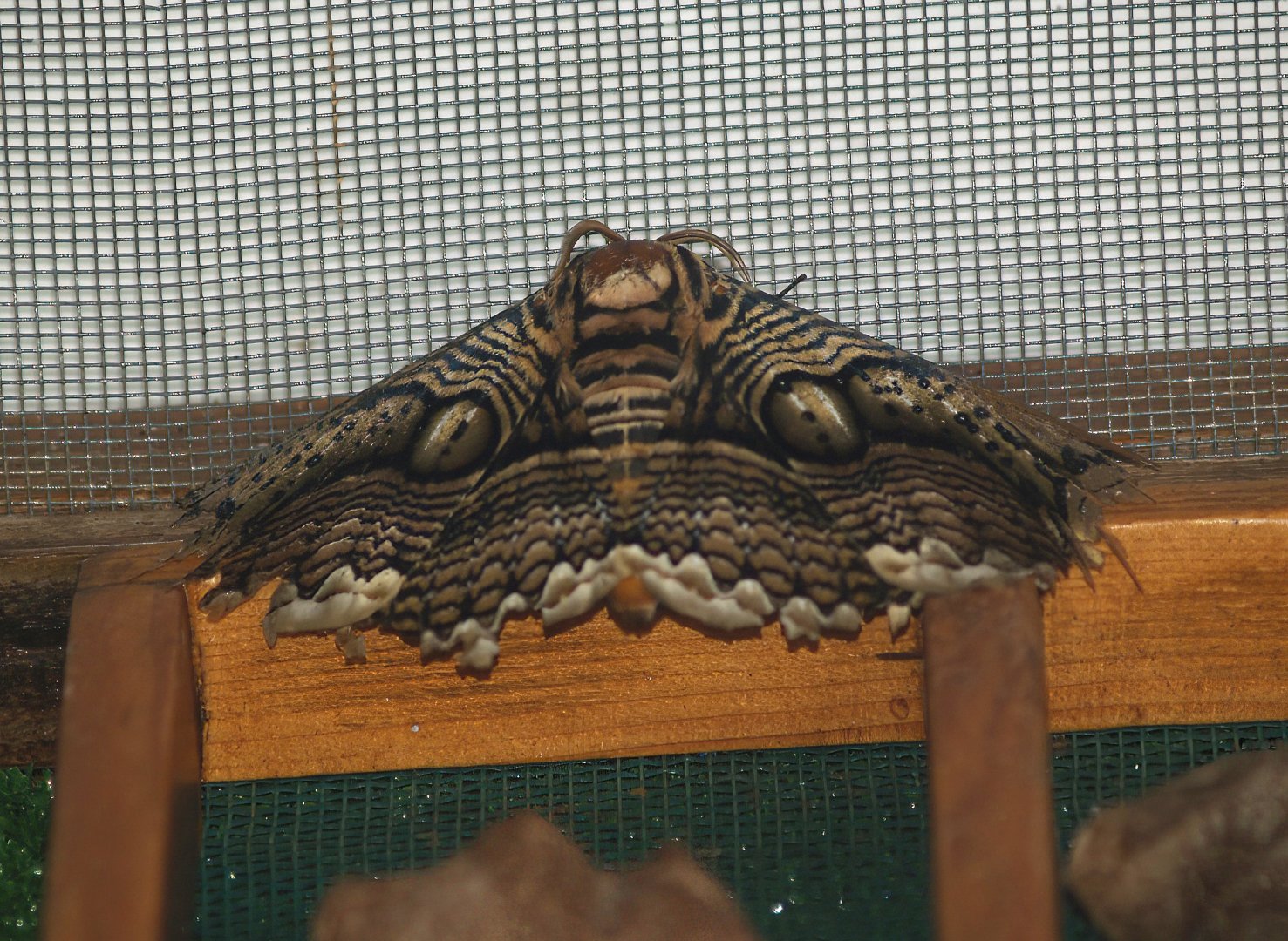 Knokke-Heist butterfly garden (Closed in 2010) - Brahmaea hearseyi, 2007-04-22