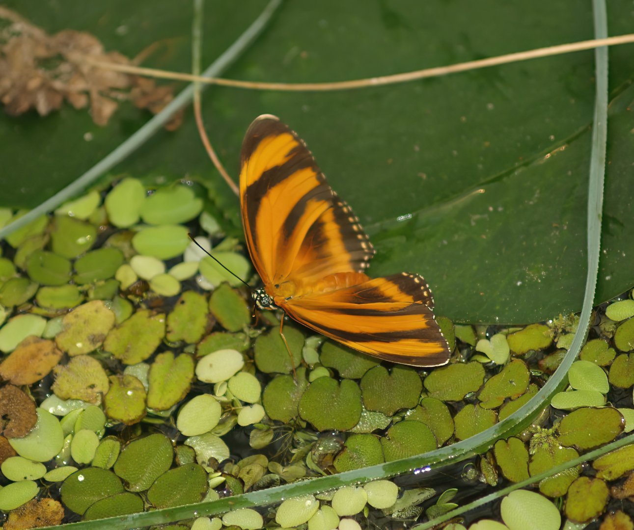 Knokke-Heist butterfly garden (Closed in 2010) - Dryadula phaetusa, 2007-04-22