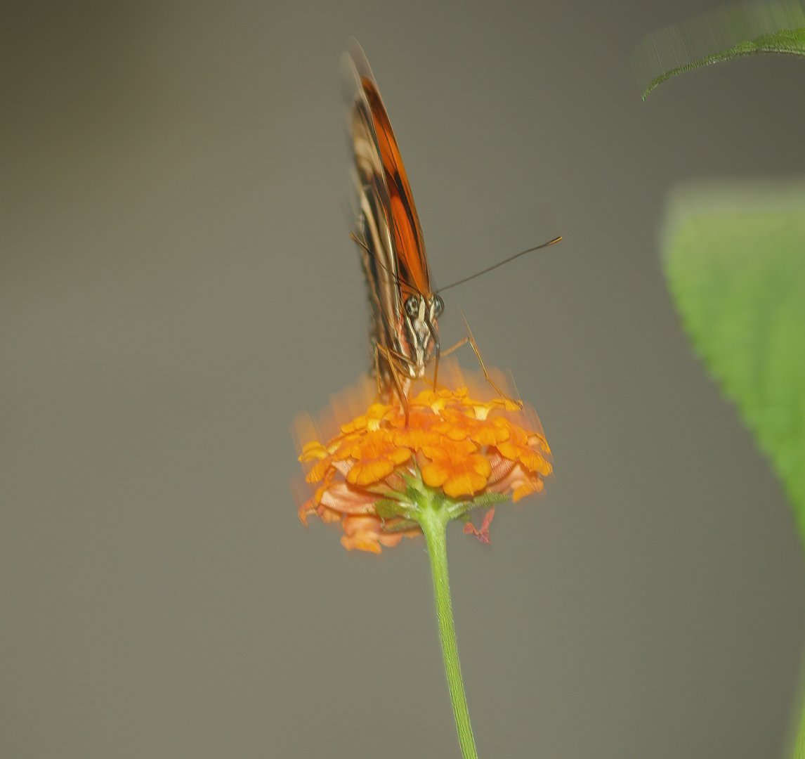 Knokke-Heist butterfly garden (Closed in 2010) - Dryadula phaetusa on flower, 2007-04-22