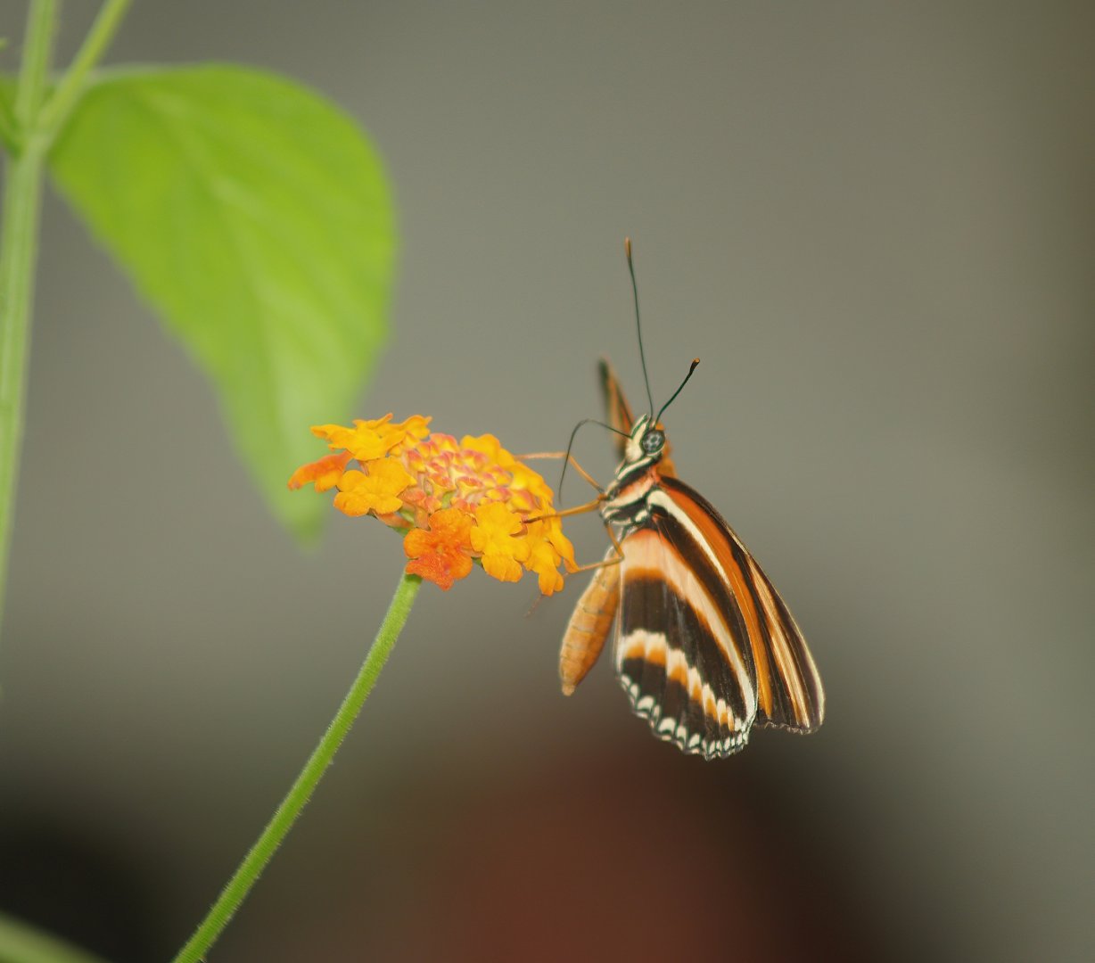 Knokke-Heist butterfly garden (Closed in 2010) - Dryadula phaetusa on flower, 2007-04-22