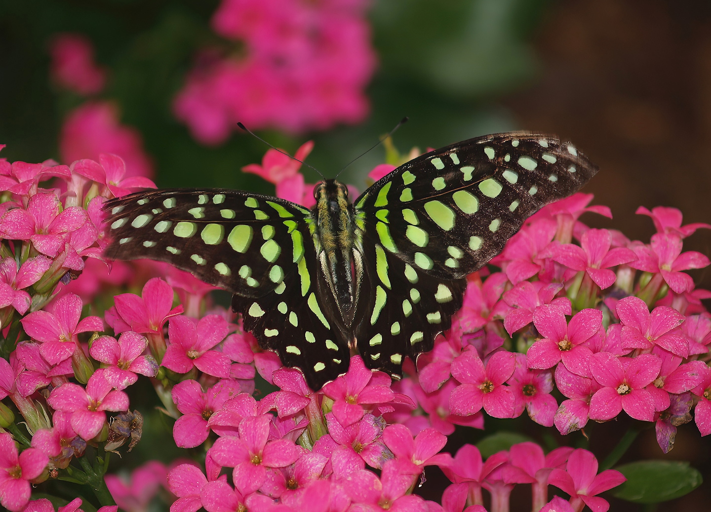Knokke-Heist butterfly garden (Closed in 2010) - Graphium agamemnon, 2007-04-22