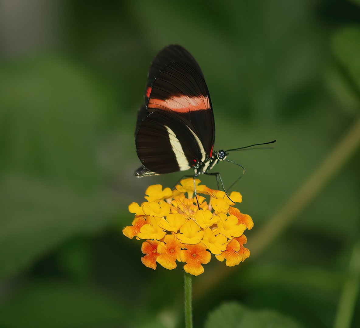 Knokke-Heist butterfly garden (Closed in 2010) - Heliconius erato, 2007-04-22