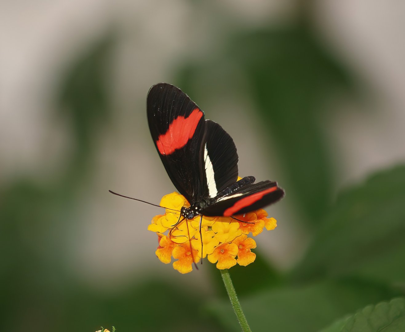 Knokke-Heist butterfly garden (Closed in 2010) - Heliconius melpomene, 2007-04-22