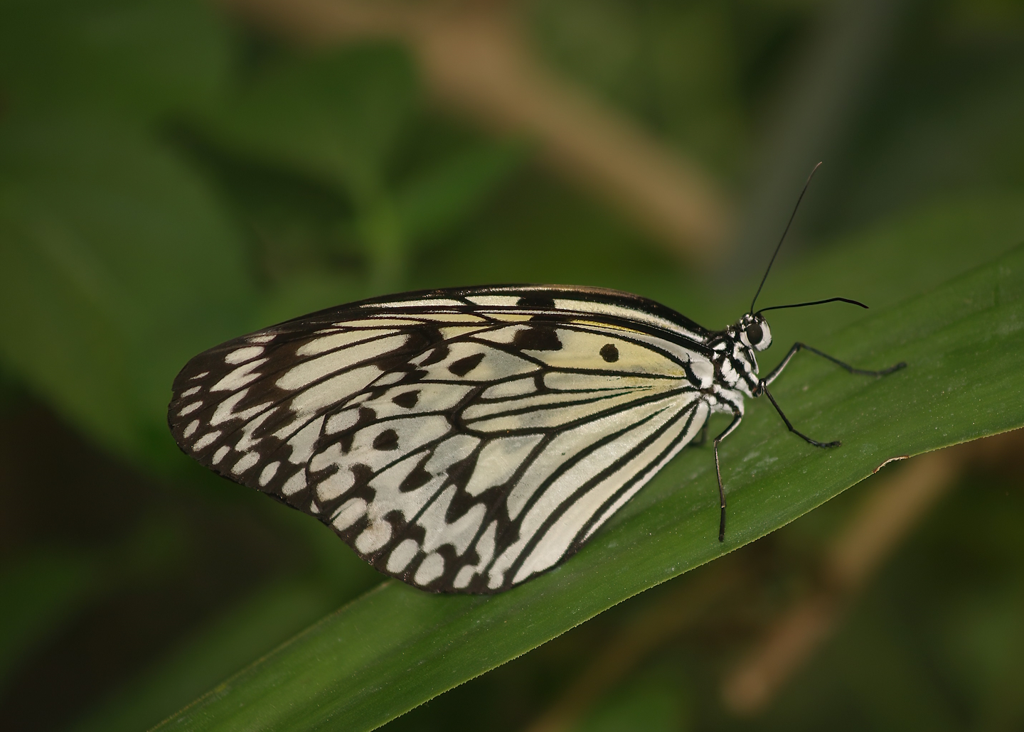 Knokke-Heist butterfly garden (Closed in 2010) - Idea leuconoe, 2007-04-22