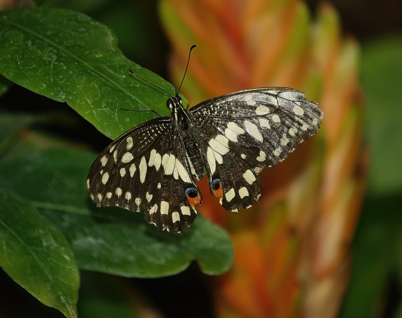 Knokke-Heist butterfly garden (Closed in 2010) - Papilio demoleus, 2007-04-22