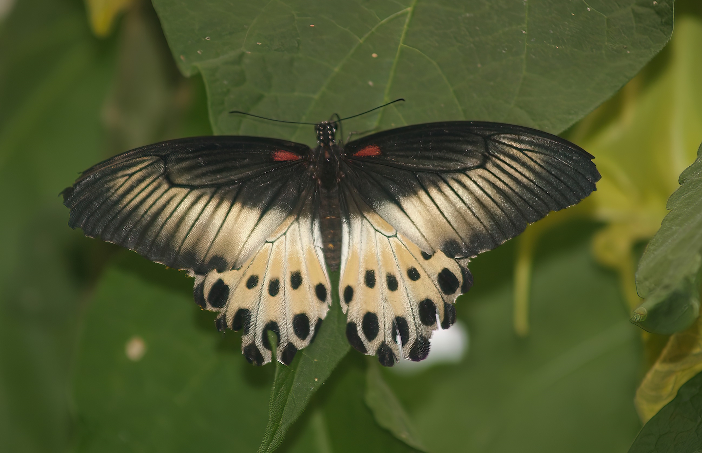 Knokke-Heist butterfly garden (Closed in 2010) - Papilio polymnestor, 2007-04-22