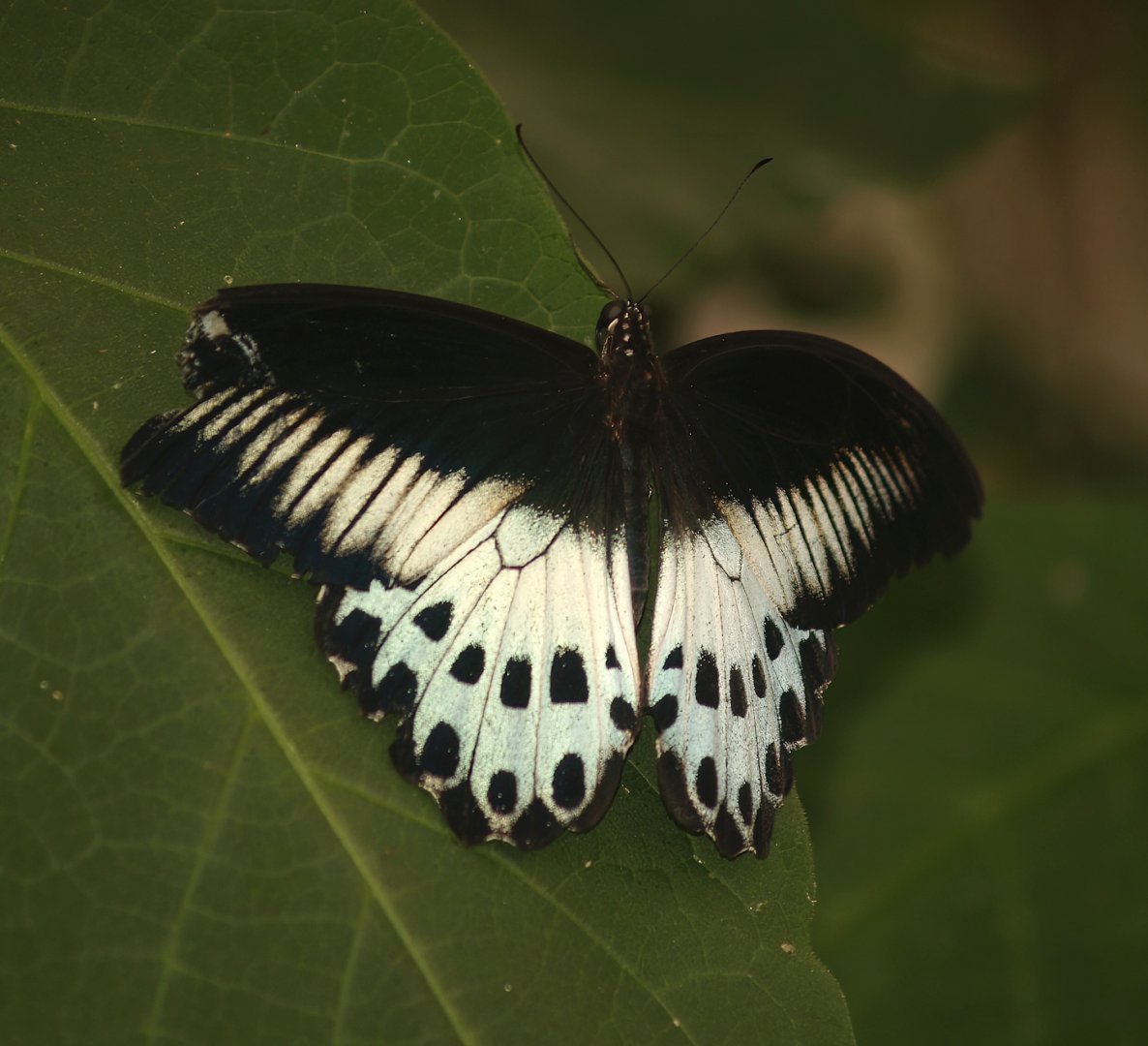 Knokke-Heist butterfly garden (Closed in 2010) - Papilio polymnestor, 2007-04-22