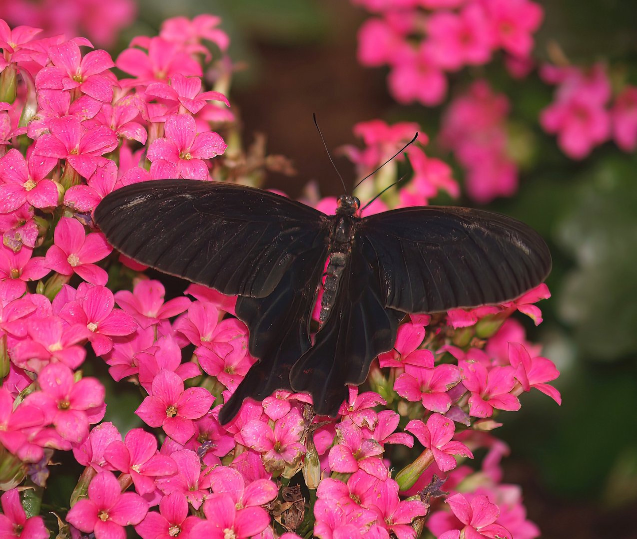 Knokke-Heist butterfly garden (Closed in 2010) - Papilio polytes, 2007-04-22