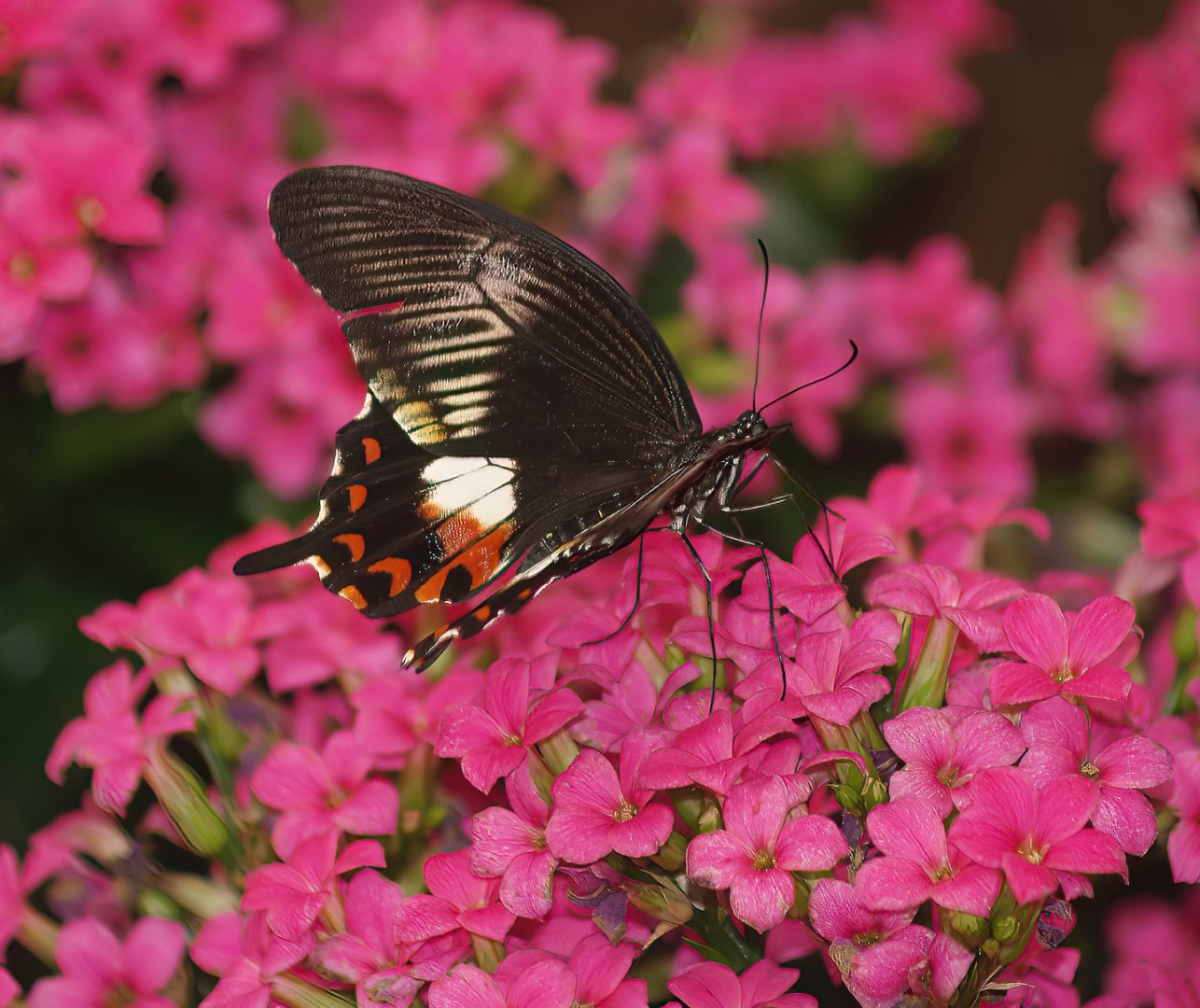 Knokke-Heist butterfly garden (Closed in 2010) - Papilio polytes, 2007-04-22