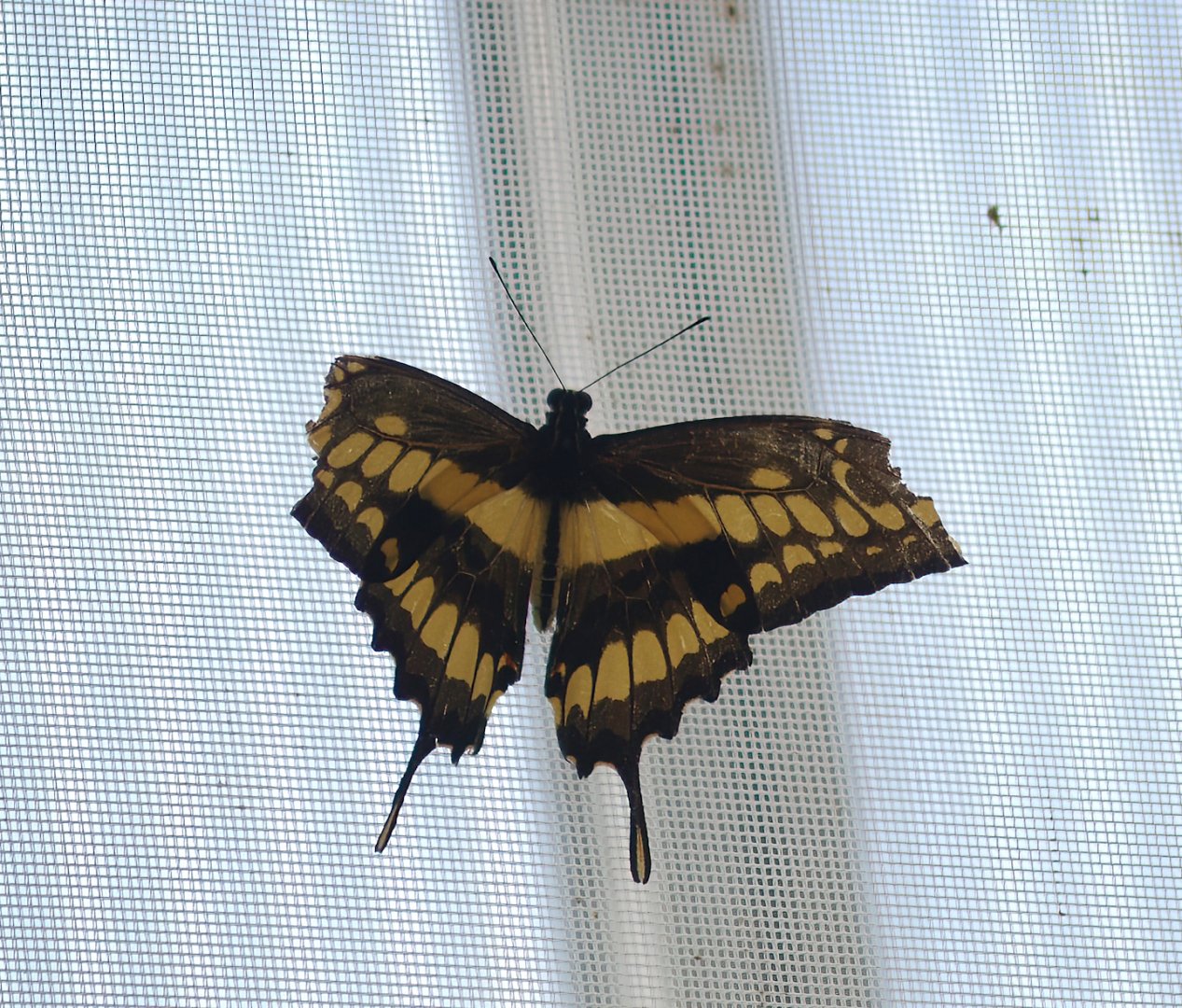 Knokke-Heist butterfly garden (Closed in 2010) - Papilio thoas, 2007-04-22