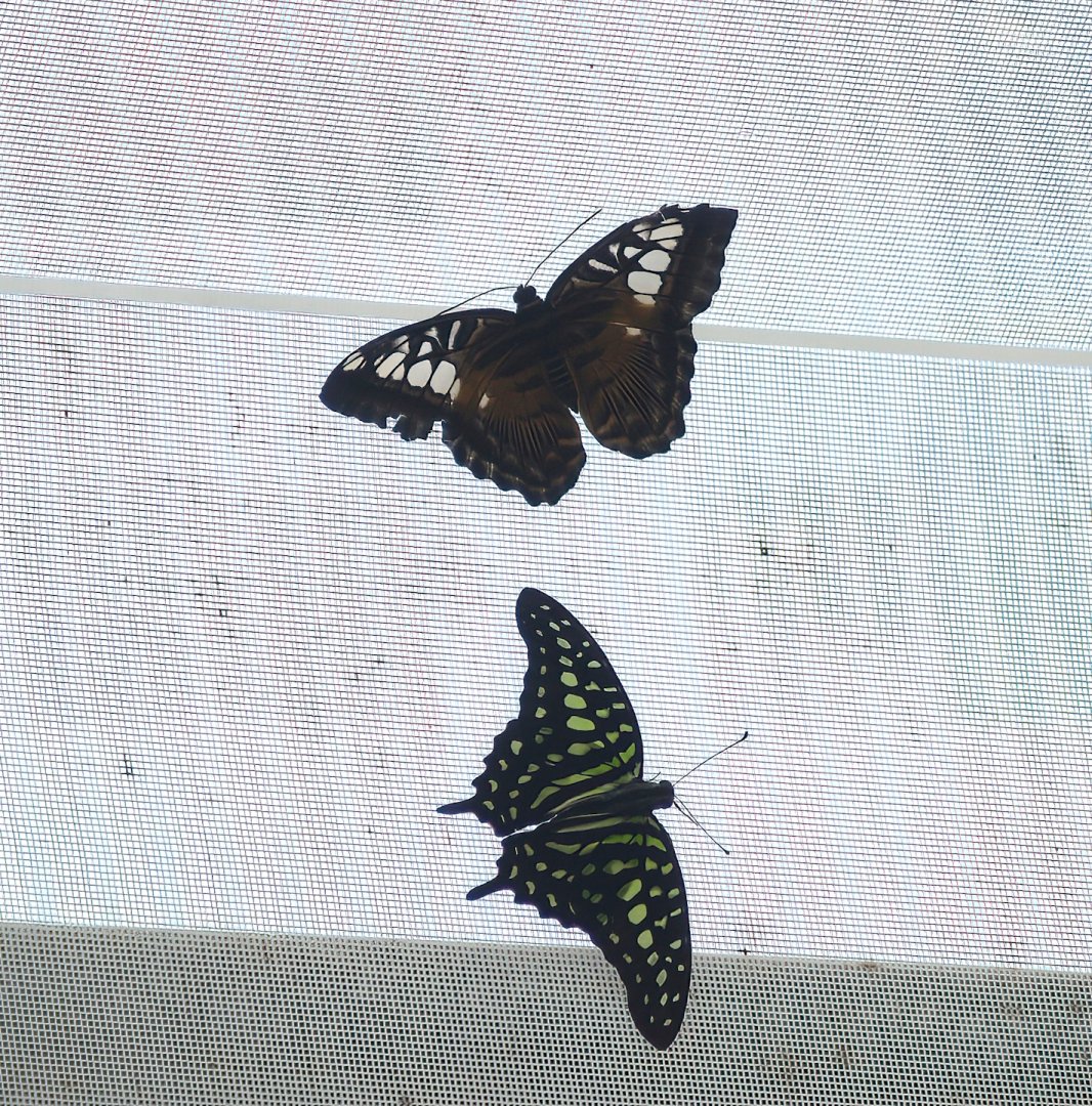 Knokke-Heist butterfly garden (Closed in 2010) - Parthenos sylvia and Graphium agamemnon, 2007-04-22