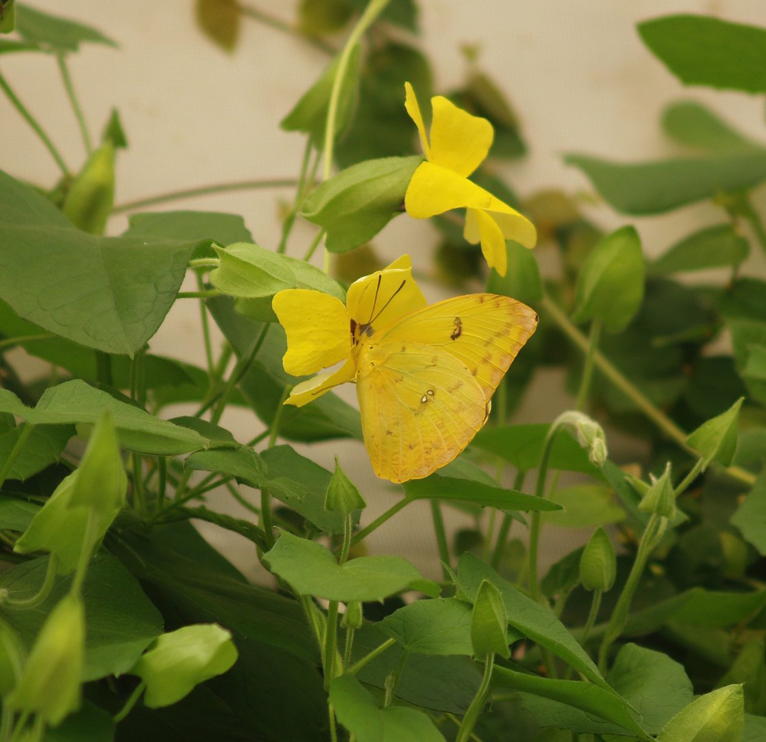 Knokke-Heist butterfly garden (Closed in 2010) - Phoebis sennae, 2007-04-22