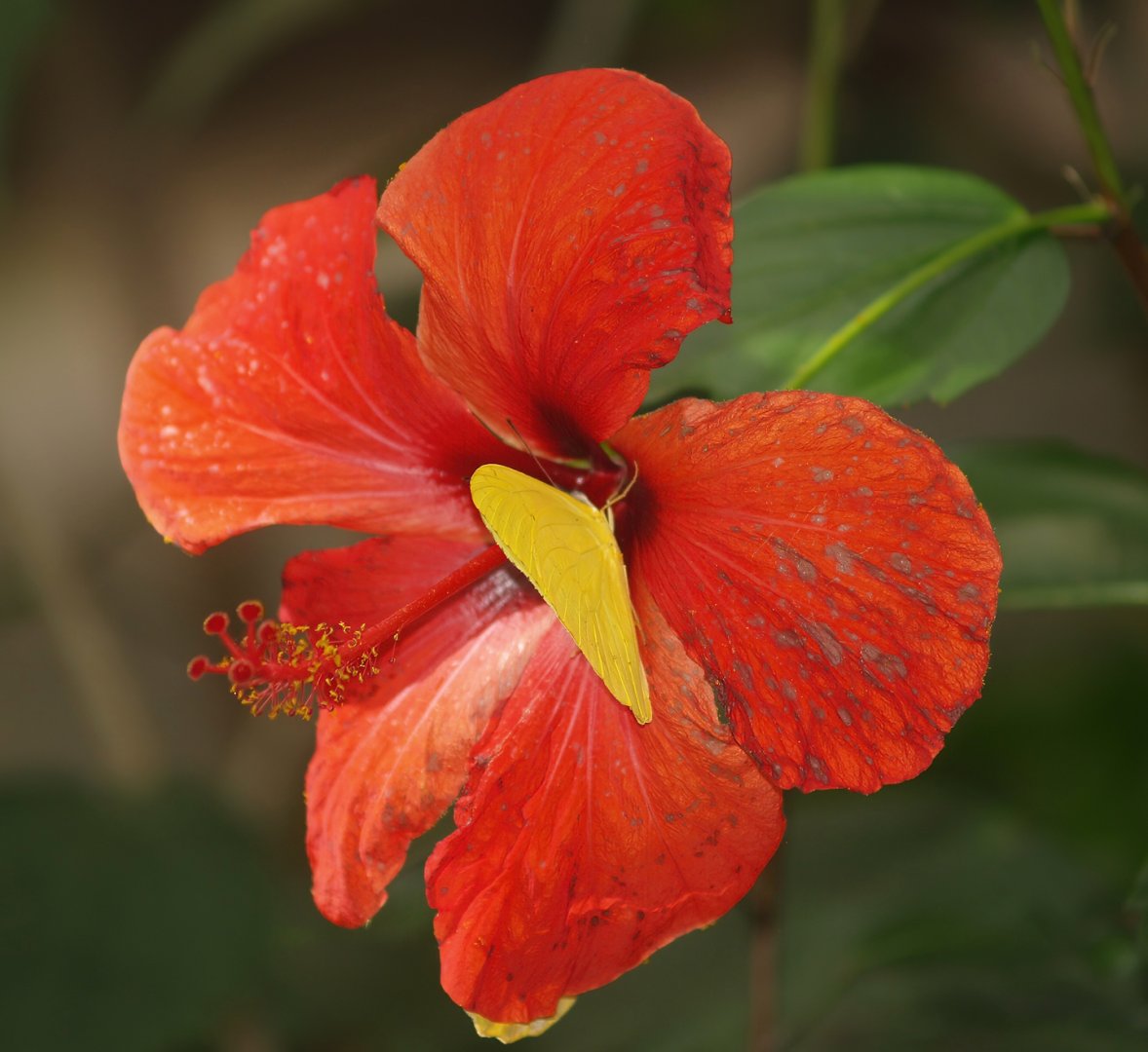 Knokke-Heist butterfly garden (Closed in 2010) - Phoebis sennae on Hibiscus flower, 2007-04-22