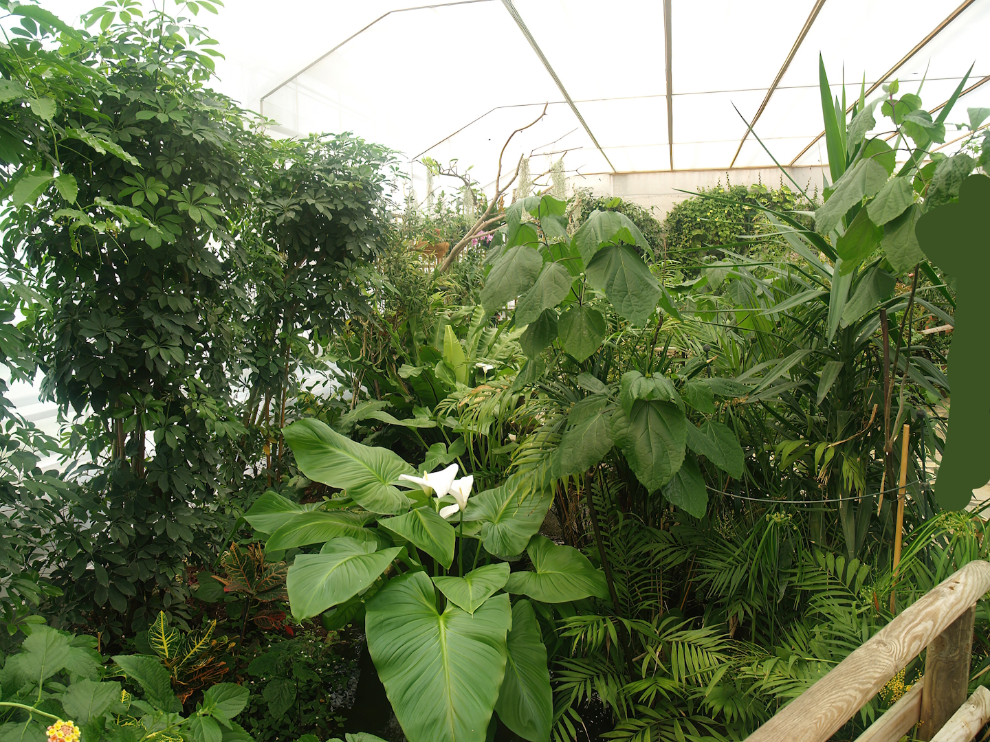 Knokke-Heist butterfly garden (Closed in 2010) - View in greenhouse, 2007-04-22