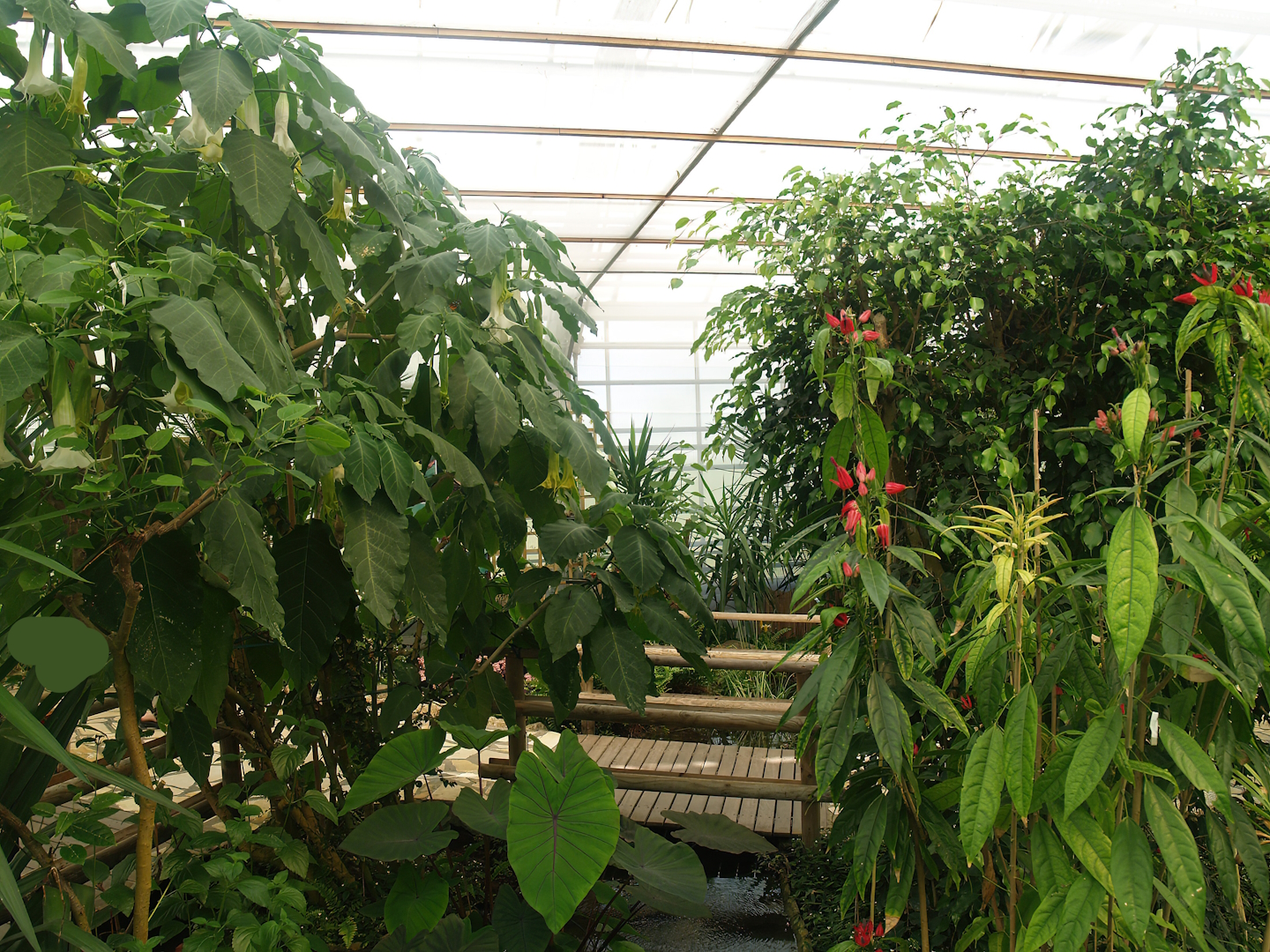 Knokke-Heist butterfly garden (Closed in 2010) - View in greenhouse, 2007-04-22