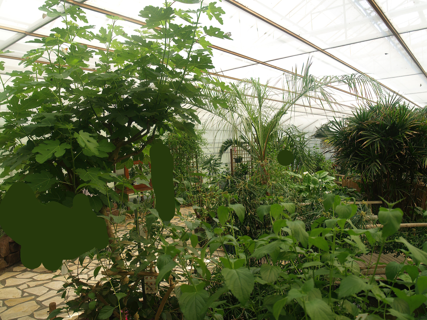 Knokke-Heist butterfly garden (Closed in 2010) - View in greenhouse, 2007-04-22