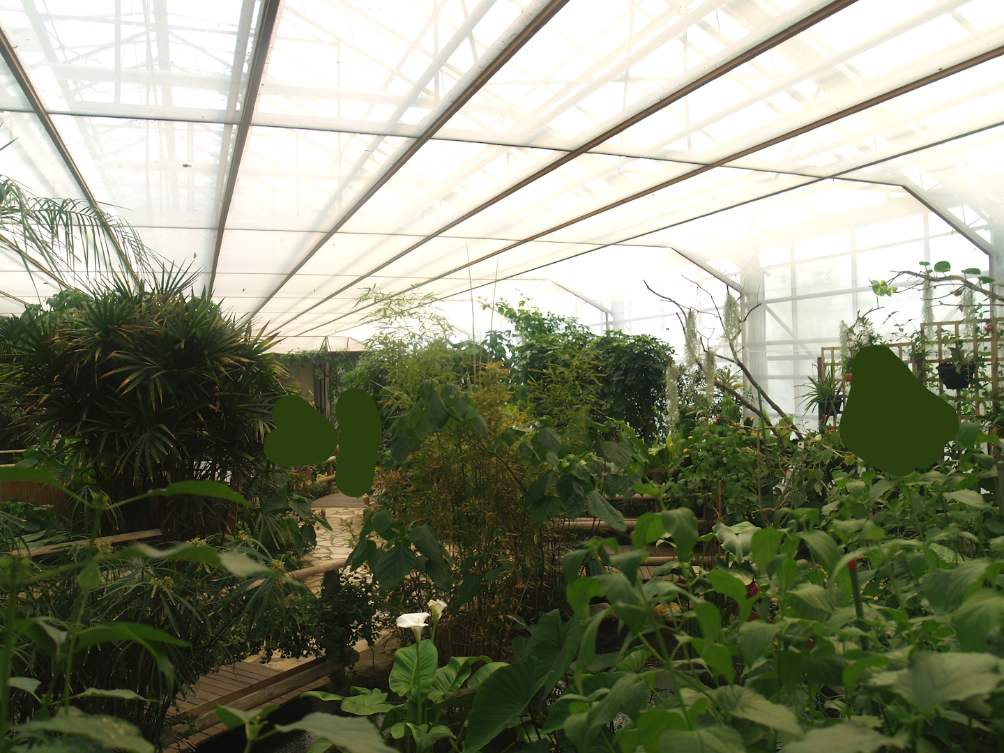 Knokke-Heist butterfly garden (Closed in 2010) - View in greenhouse, 2007-04-22
