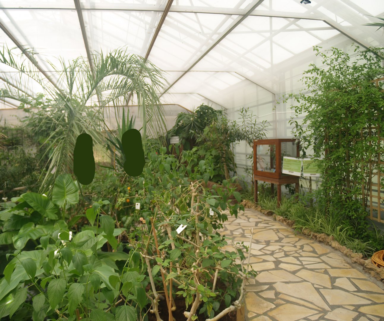 Knokke-Heist butterfly garden (Closed in 2010) - View in greenhouse, 2007-04-22