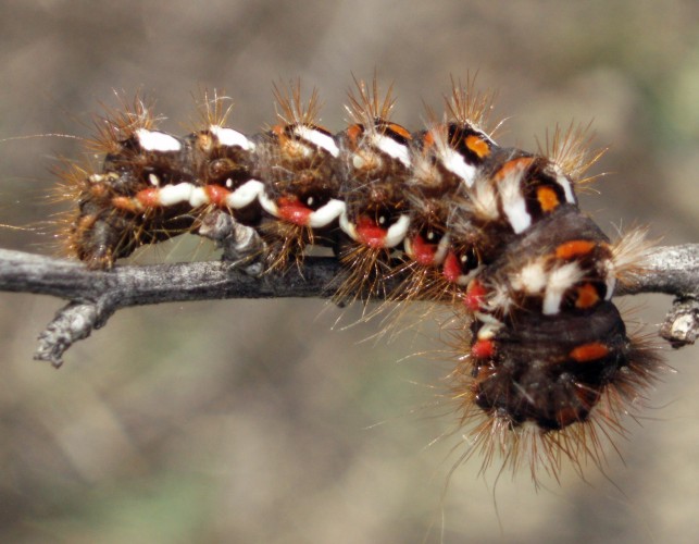 Knot Grass (Acronicta rumicis)