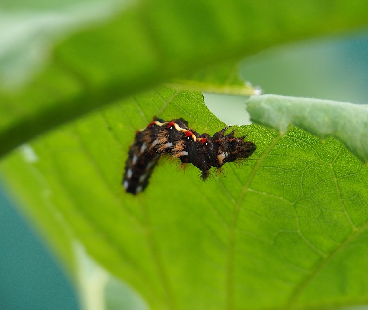 Knot grass moth caterpillar (Acronicta rumicis), 2023-08-31