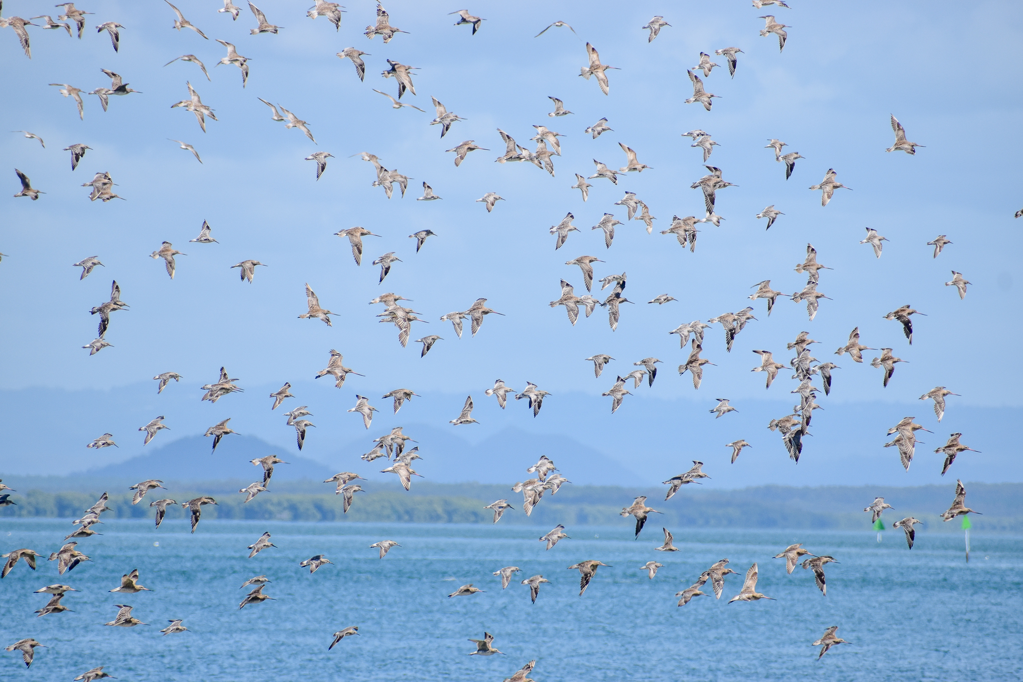 Knots and Godwits