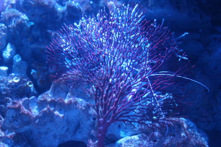 Knotted fan coral (Melithaea ochracea)