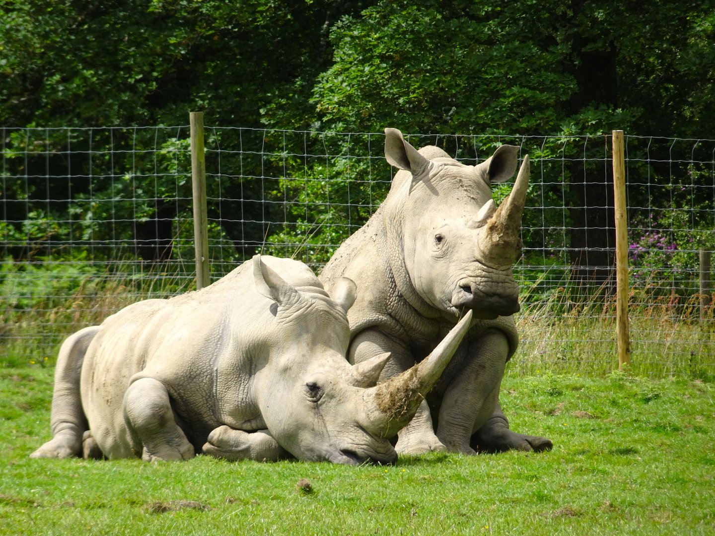 Knowsley Safari - 1 June 2025