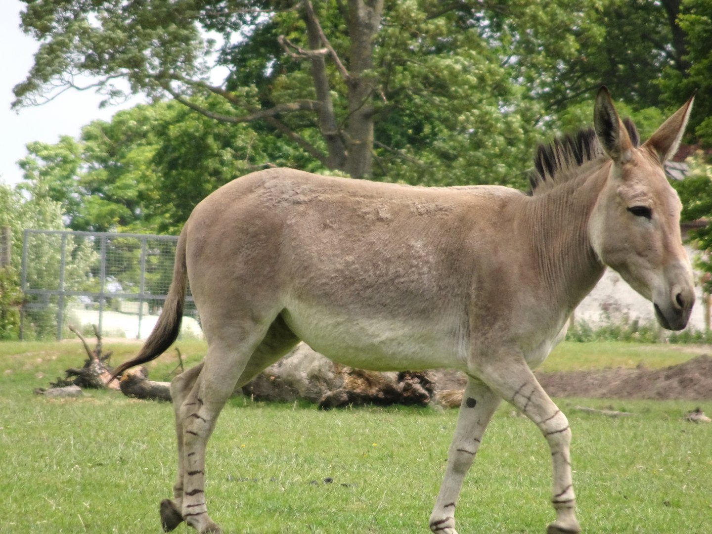 Knowsley Safari - 1 June 2025