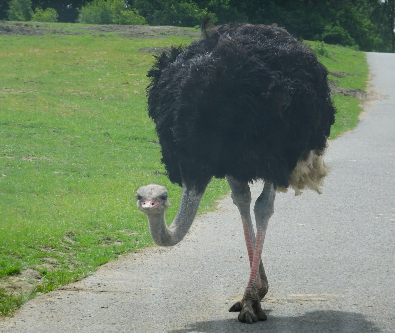 Knowsley Safari - 1 June 2025