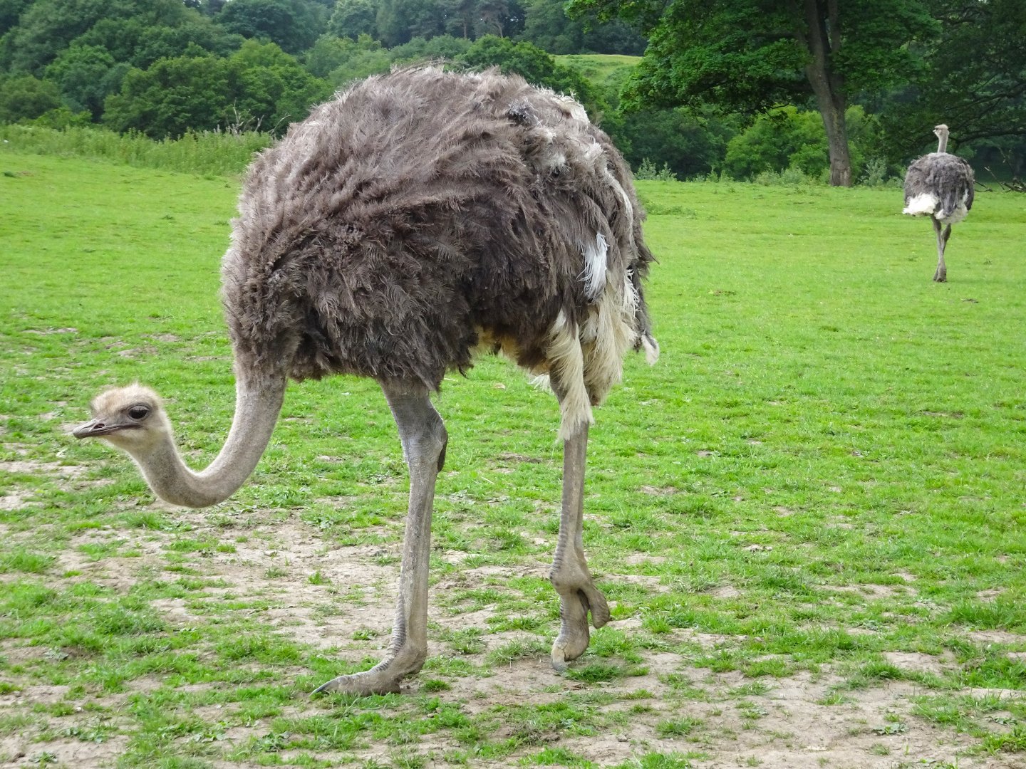 Knowsley Safari - 1 June 2025