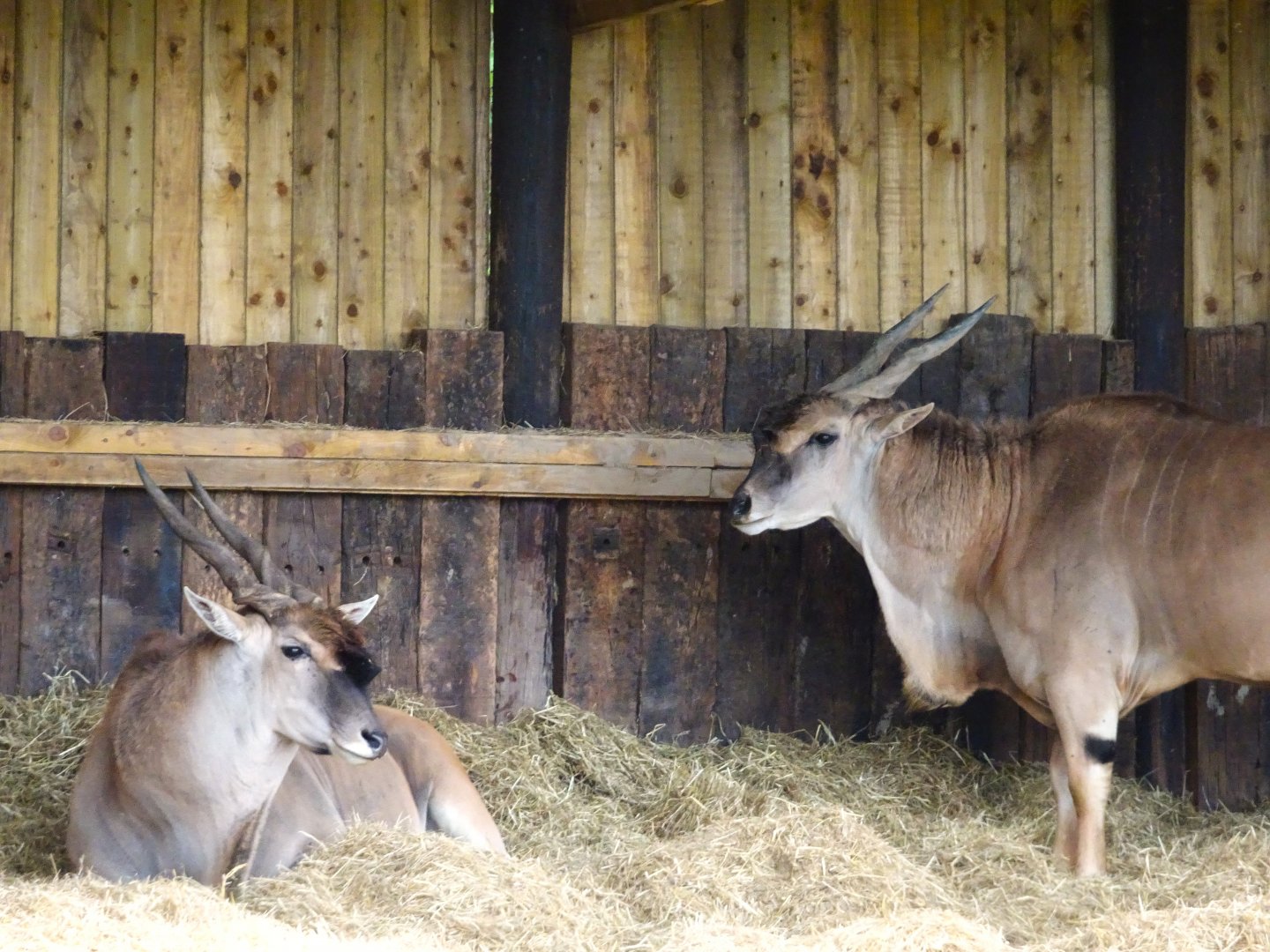 Knowsley Safari - 1 June 2025