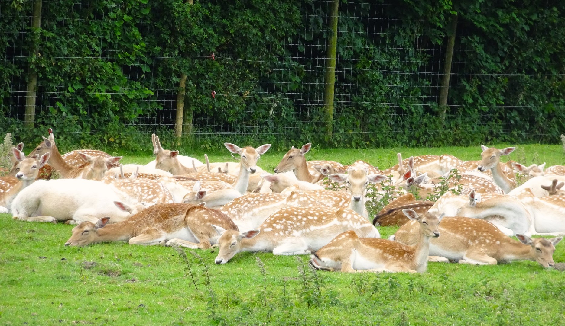 Knowsley Safari - 1 June 2025