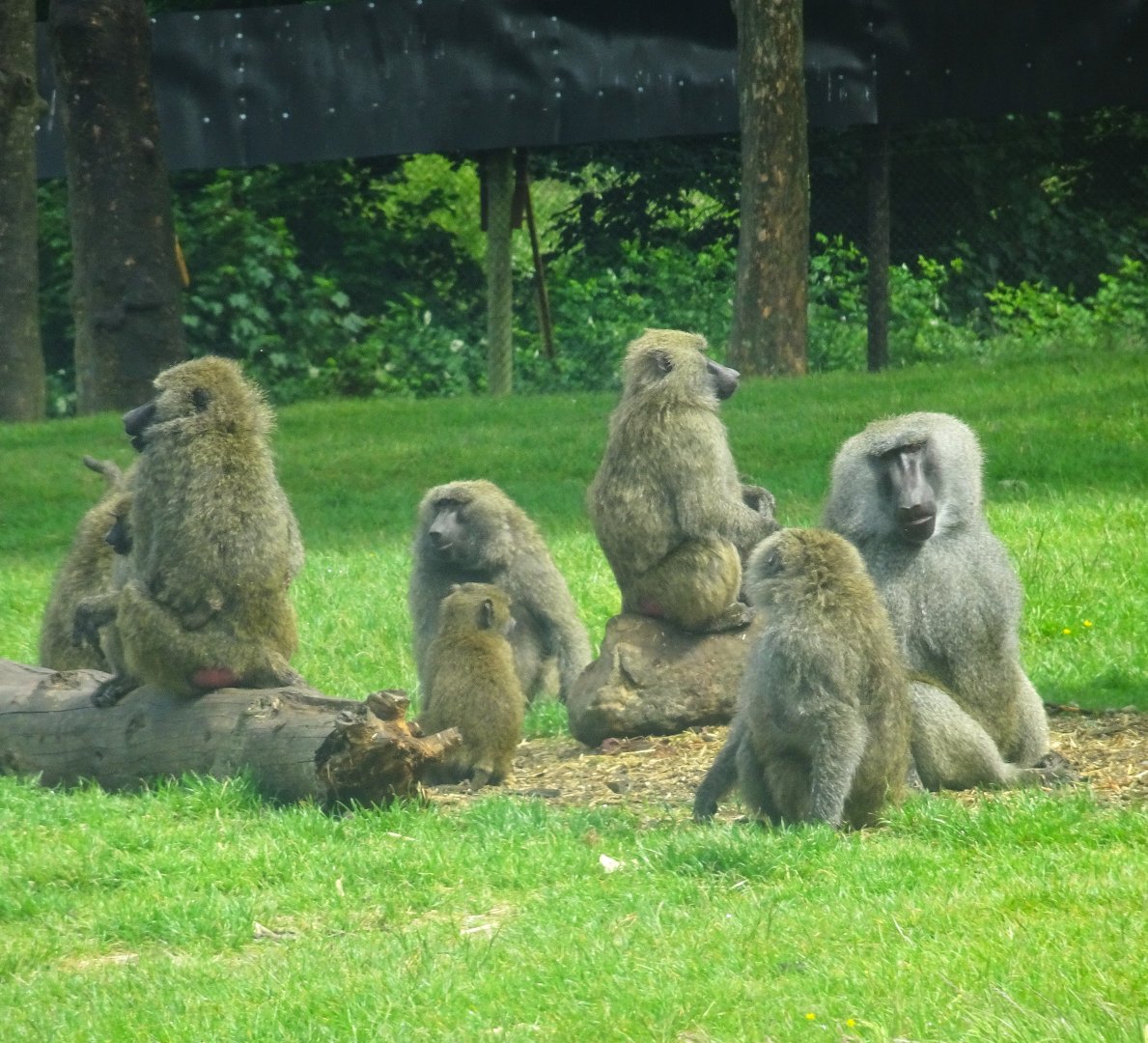 Knowsley Safari - 1 June 2025