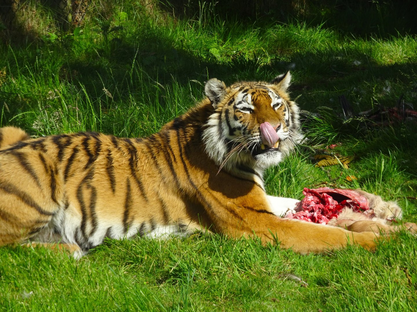 Knowsley Safari - 1 June 2025