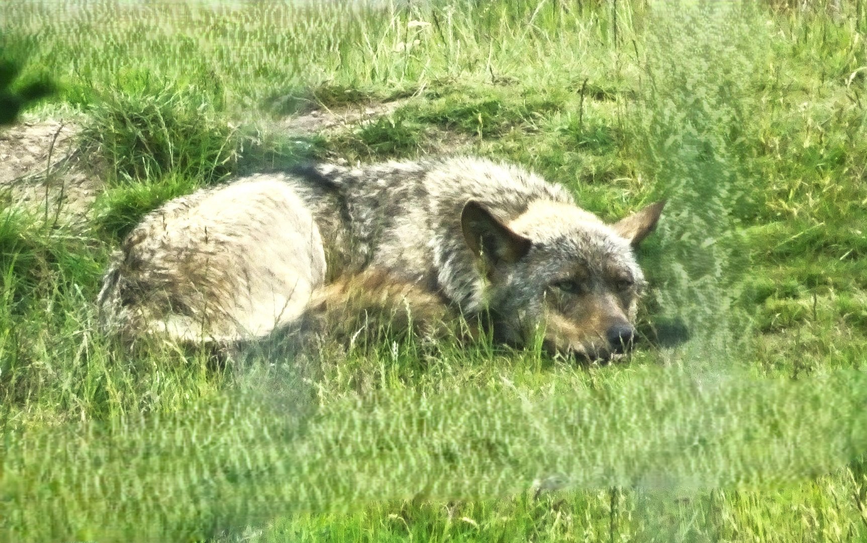 Knowsley Safari - 1 June 2025