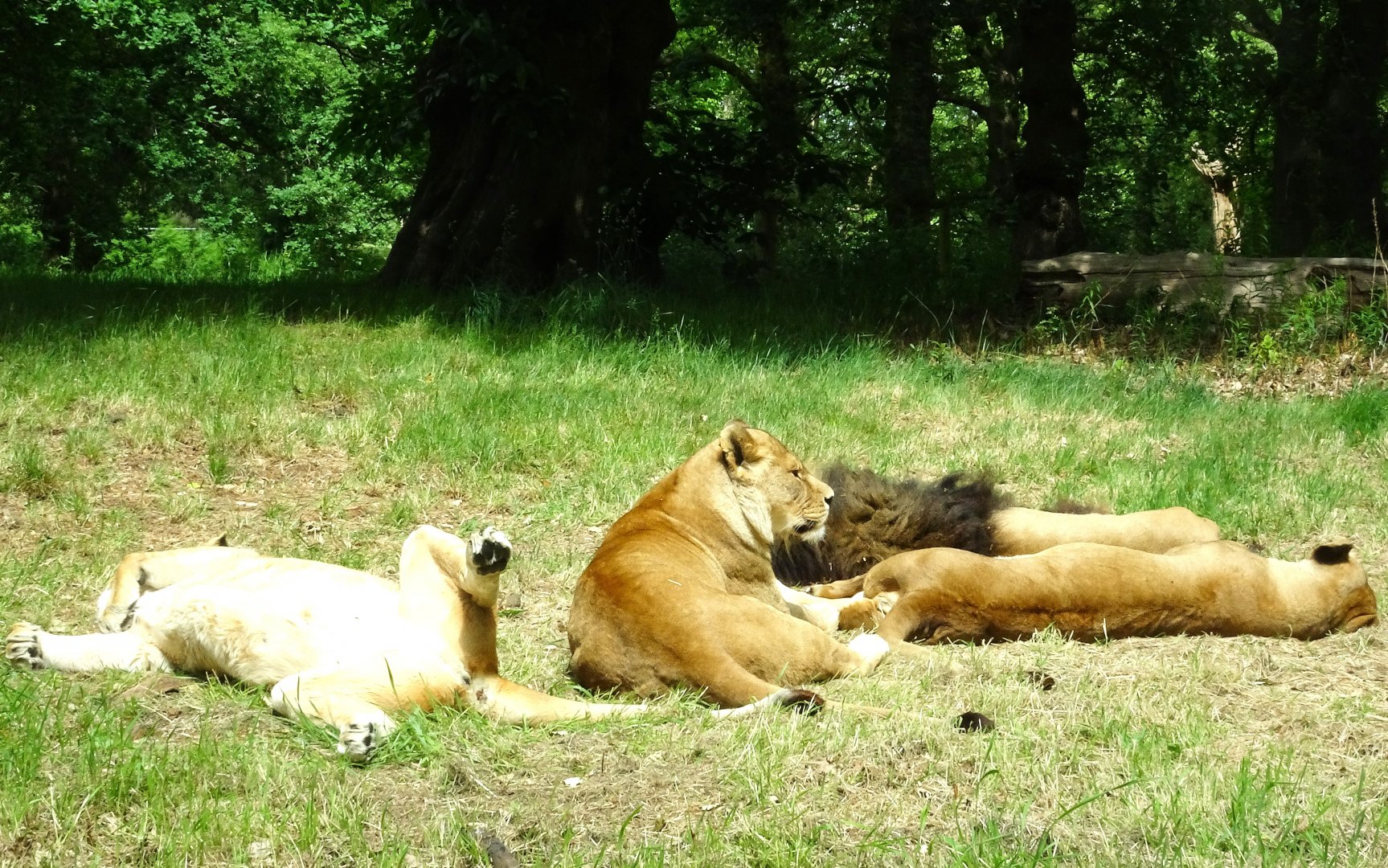 Knowsley Safari - 1 June 2025