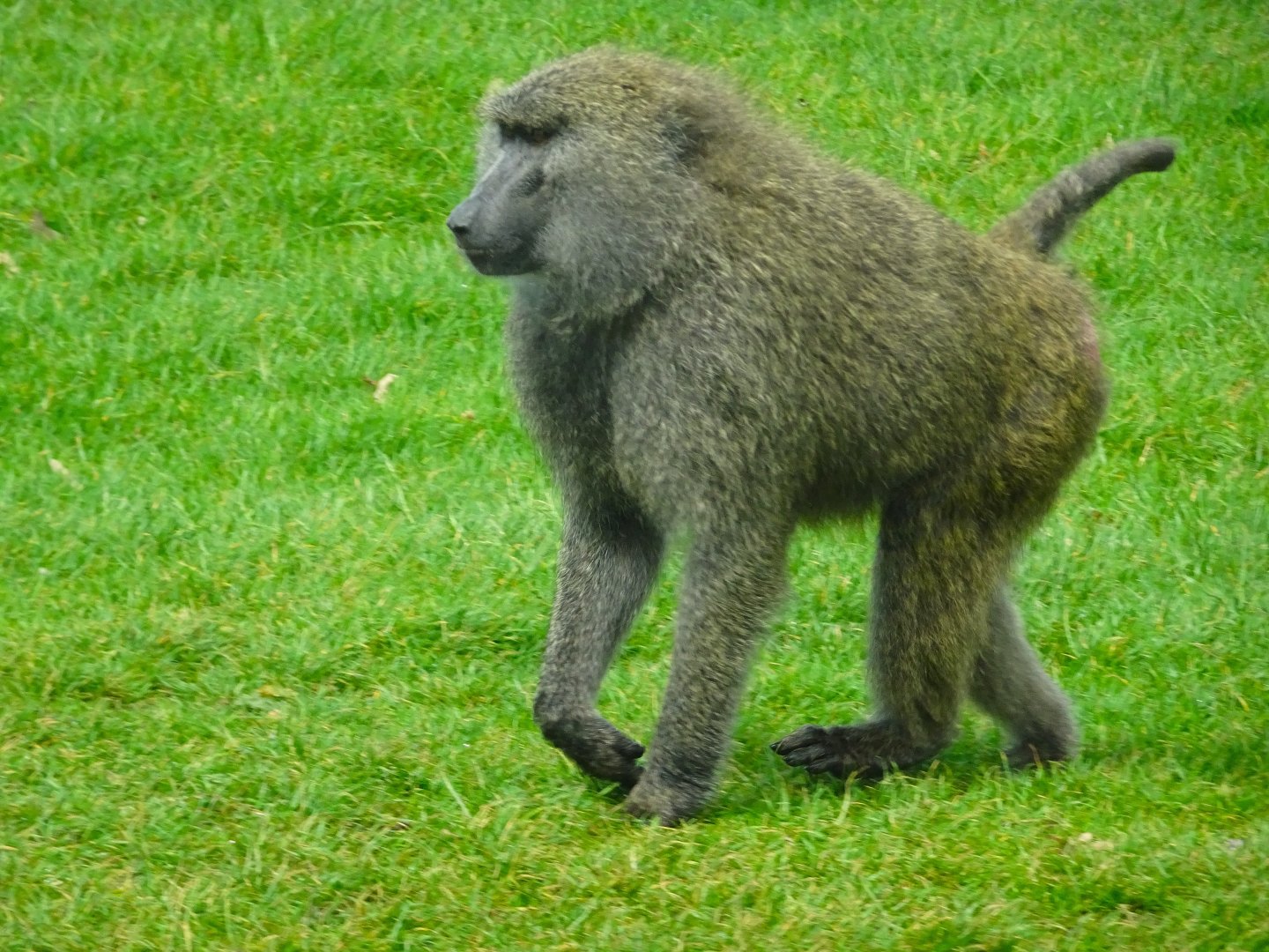 Knowsley Safari - 1 June 2025
