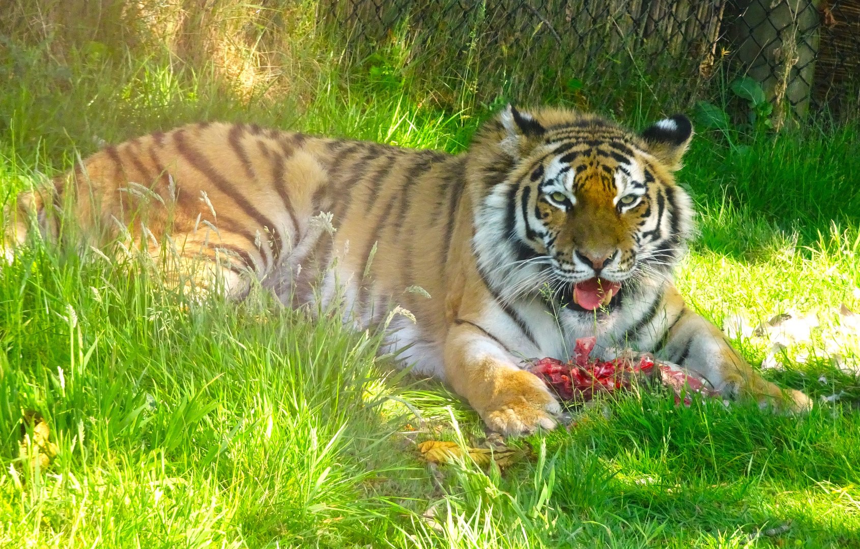 Knowsley Safari - 1 June 2025