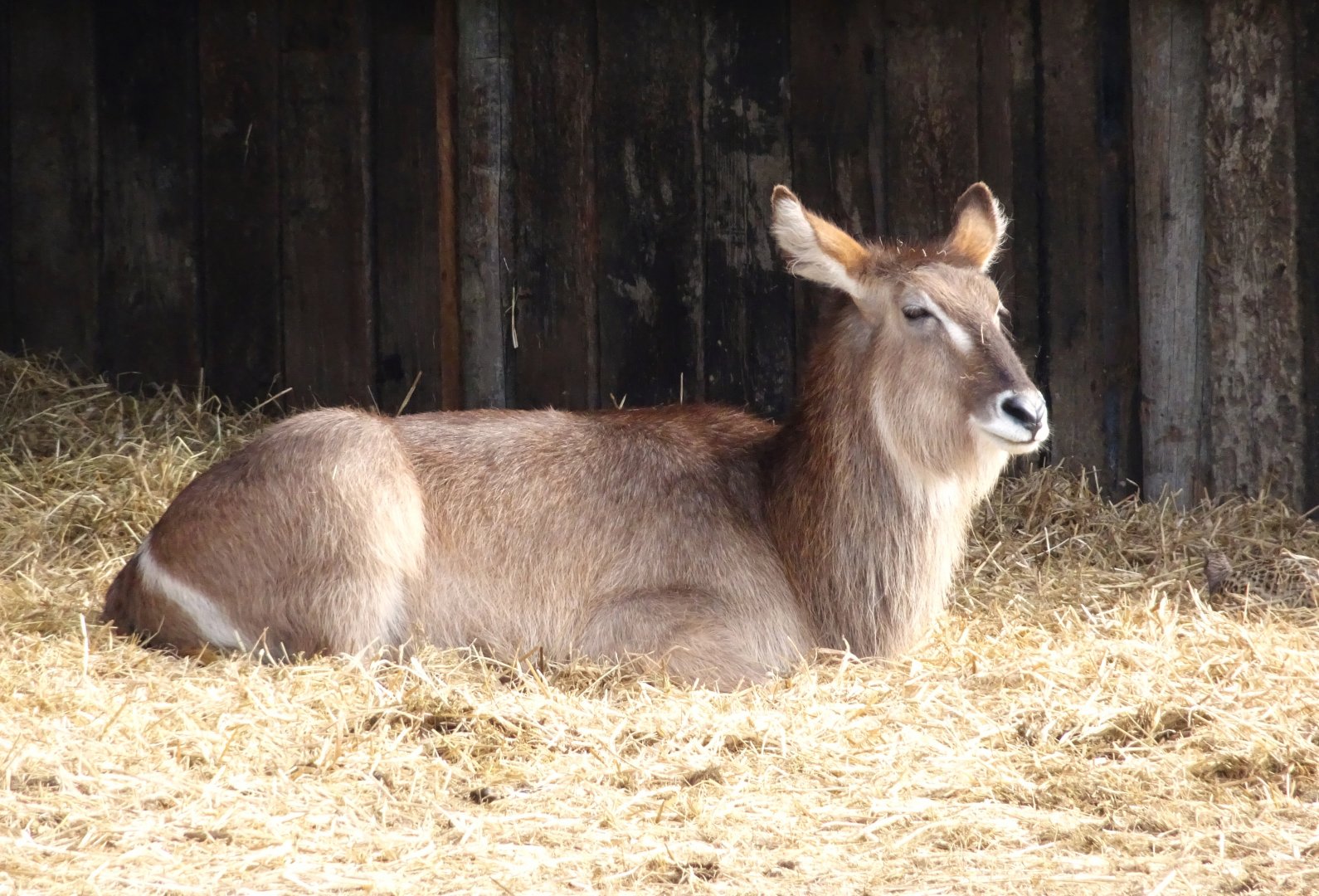 Knowsley Safari     22 March 2025
