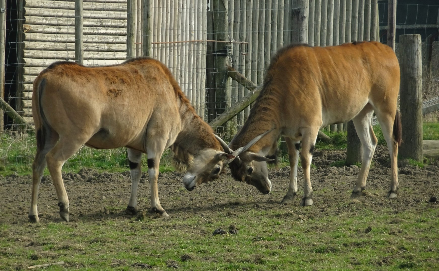 Knowsley Safari     22 March 2025