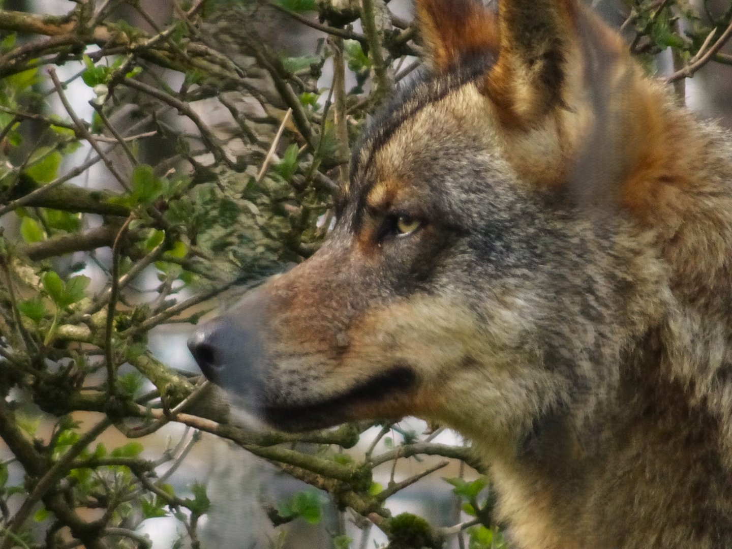 Knowsley Safari     22 March 2025