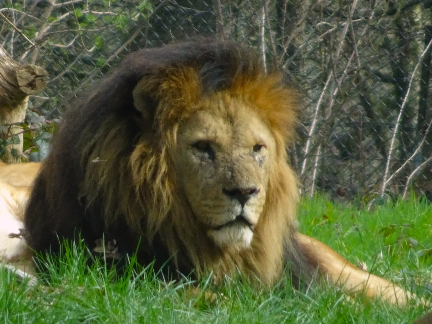 Knowsley Safari     22 March 2025