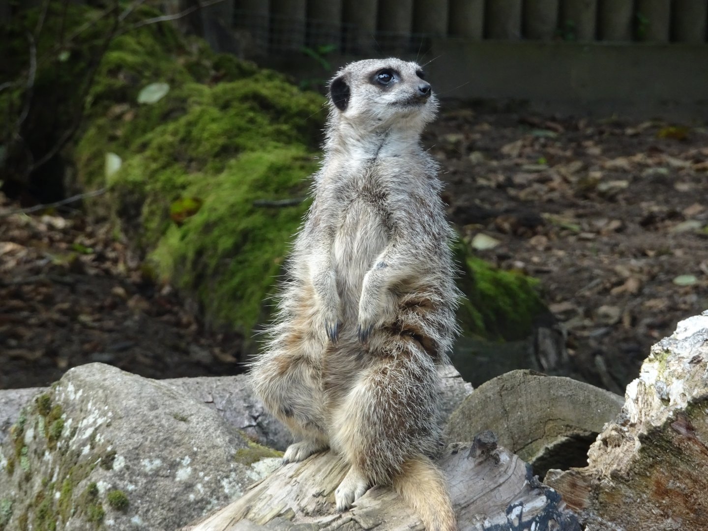 Knowsley Safari 3 August 2025