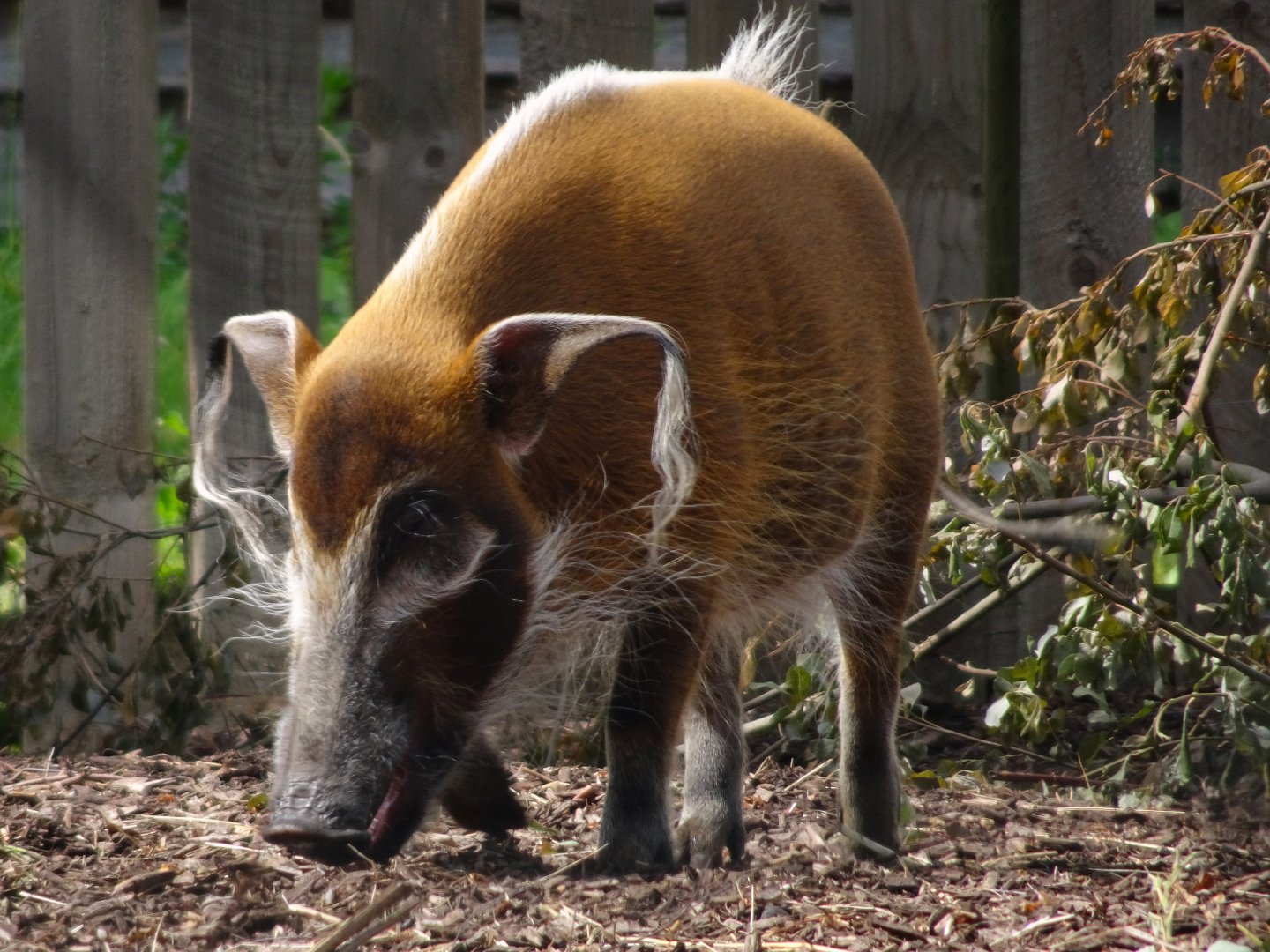 Knowsley Safari 3 August 2025