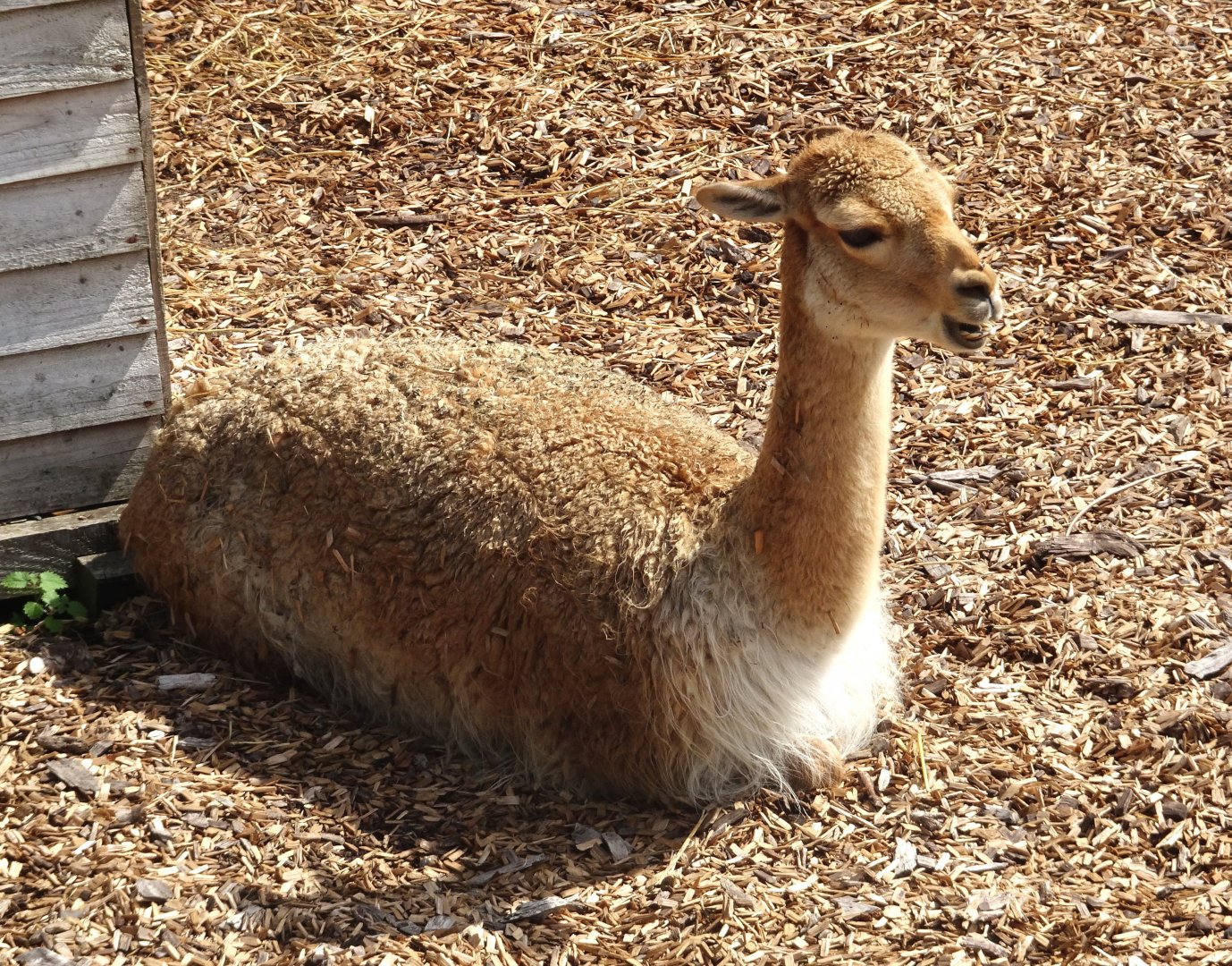 Knowsley Safari 3 August 2025